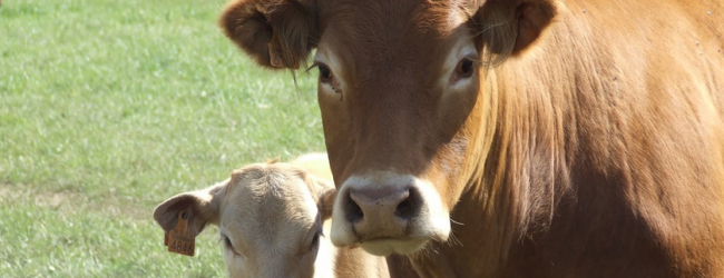 Θερίζει η οζώδης δερματίτιδα των βοοειδών στην Κεντρική Μακεδονία. Του Δημήτρη Μούρνου