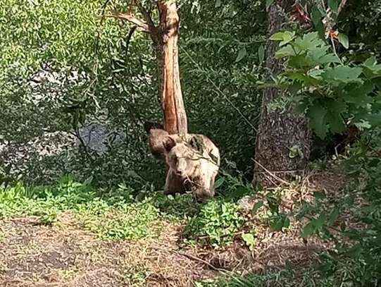 Απεγκλωβίστηκε αρκουδάκι στο Δίστρατο Κόνιτσας