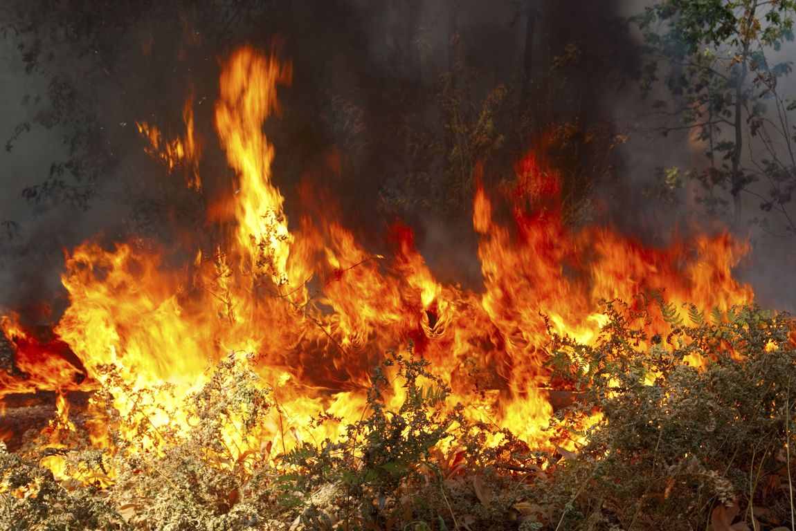 Πυρκαγιά σε δασική έκταση στα Βλάχικα Αυλώνα, στα Οινόφυτα