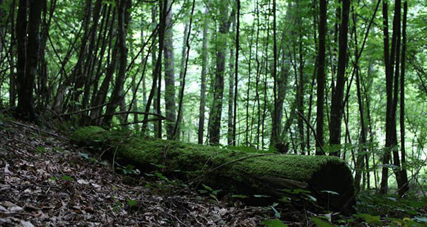Ένα σπιτάκι στο “Χρυσό” δάσος αντιστέκεται στους αναπτυξιολόγους της καταστροφής