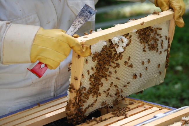 Όχι από τους μελισσοκόμους στην εξόρυξη χρυσού στις Σκουριές
