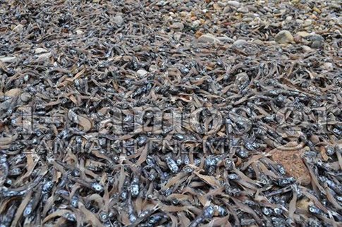 Χιλιάδες νεκρά ψάρια κάλυψαν παραλία της Σάμου