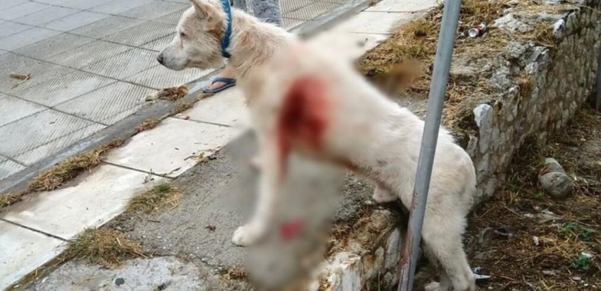 Κτηνωδία: Καθηγητής μαχαίρωσε σκύλο στη Νίκαια